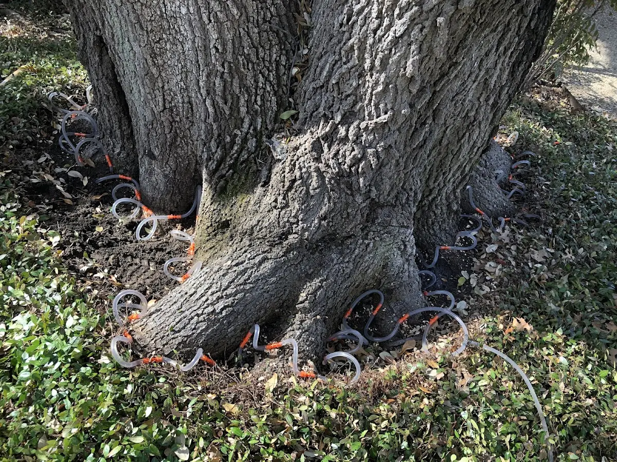 Detailed Tree Cabling and Bracing job site in Zionsville