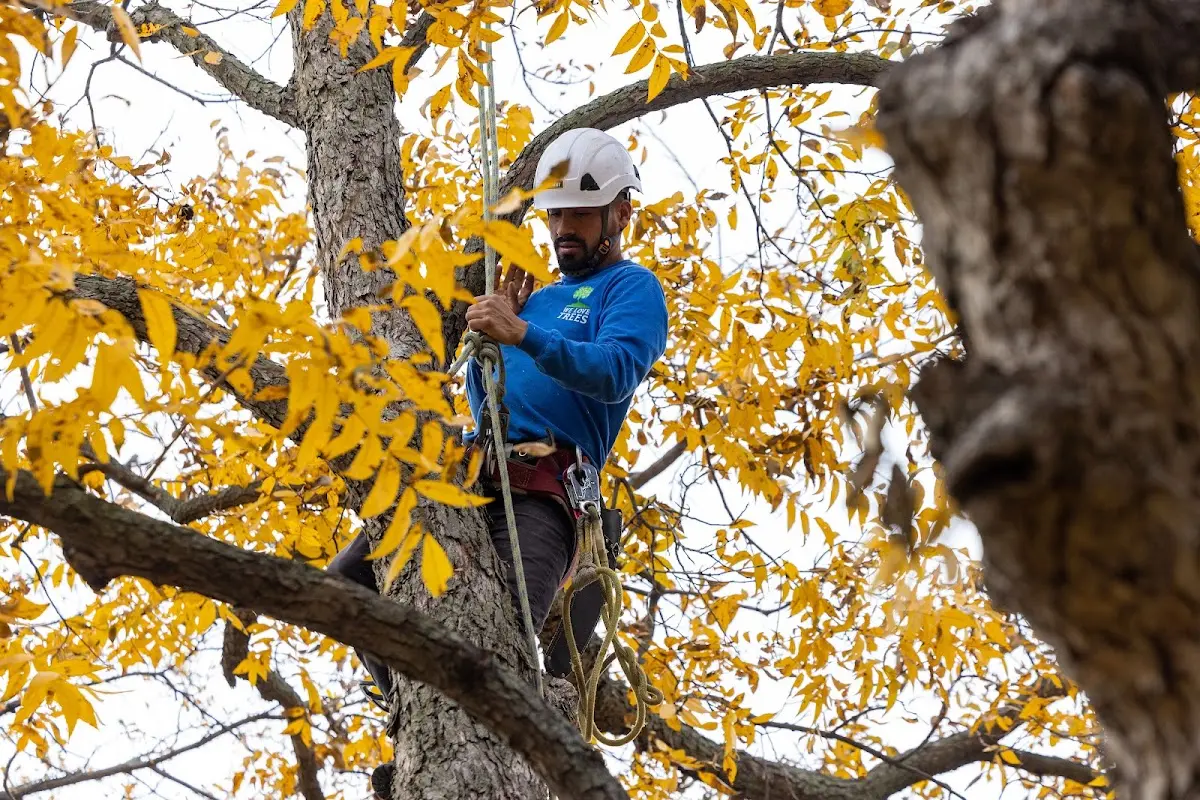 Skilled Tree Pruning crew working in Zionsville